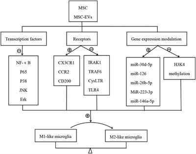 Modulatory effects of mesenchymal stem cells on microglia in ischemic stroke